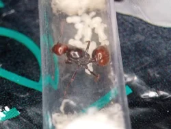 Mravenec zrnojed (Messor barbarus)