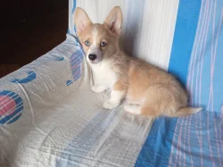 Welsh Corgi fenečka