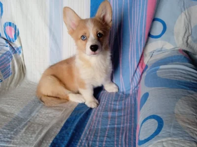 Welsh Corgi fenečka