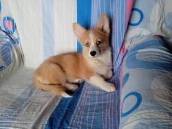 Welsh Corgi fenečka