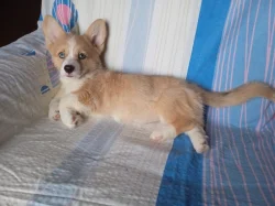 Welsh Corgi fenečka