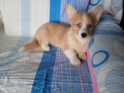 Welsh Corgi fenečka
