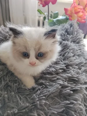 Ragdoll koťátko