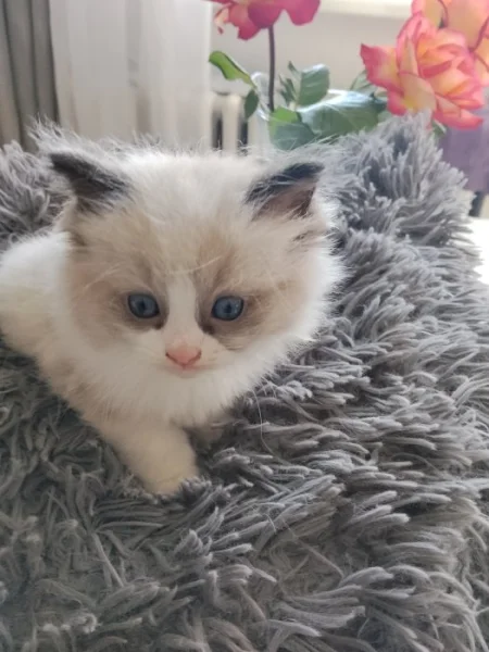 Ragdoll koťátko