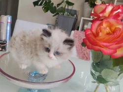 Ragdoll koťátko