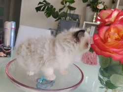 Ragdoll koťátko