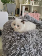 Ragdoll koťátko
