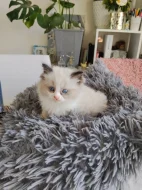 Ragdoll koťátko