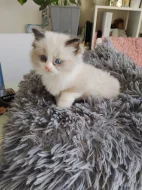 Ragdoll koťátko