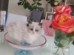 Ragdoll koťátko