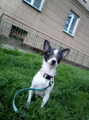 Čivava
