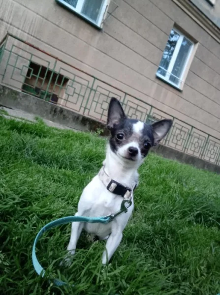 Čivava