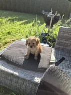 Cavapoo štěně psik fenka