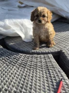 Cavapoo štěně psik fenka