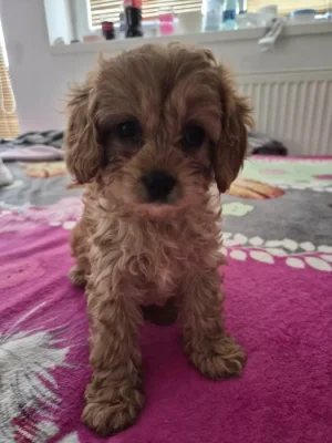 Cavapoo štěně psik fenka