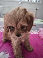 Cavapoo štěně psik fenka