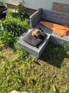 Cavapoo štěně psik fenka