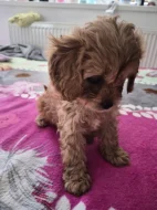 Cavapoo štěně psik fenka