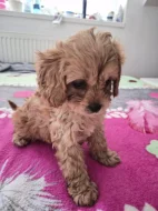 Cavapoo štěně psik fenka