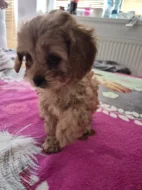 Cavapoo štěně psik fenka