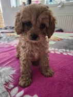 Cavapoo štěně psik fenka