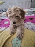 Goldendoodle
