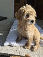 Goldendoodle