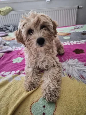Goldendoodle