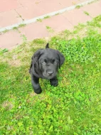 Labrador retriever- černý pejsek s PP