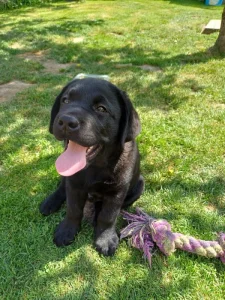 Labrador retriever- černý pejsek s PP