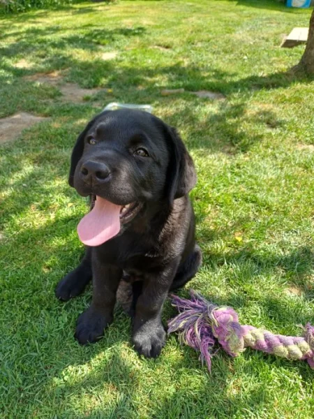 Labrador retriever- černý pejsek s PP