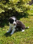 Prodàme štĕn̈átka border collie s PP
