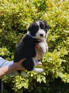 Prodàme štĕn̈átka border collie s PP