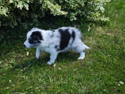 Prodàme štĕn̈átka border collie s PP