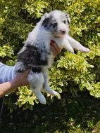Prodàme štĕn̈átka border collie s PP