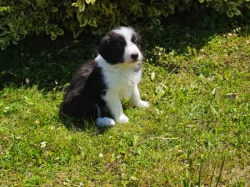 Prodàme štĕn̈átka border collie s PP