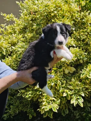 Prodàme štĕn̈átka border collie s PP