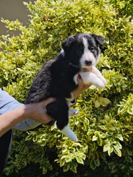 Prodàme štĕn̈átka border collie s PP