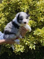 Prodàme štĕn̈átka border collie s PP