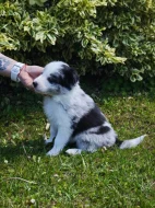 Prodàme štĕn̈átka border collie s PP