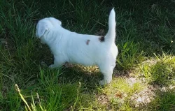 Jack Russell Terrier s PP