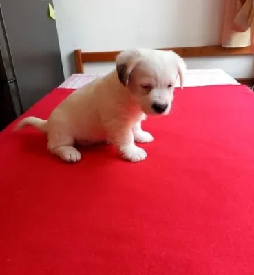 Jack Russell Terrier s PP