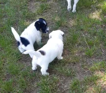 Jack Russell Terrier s PP