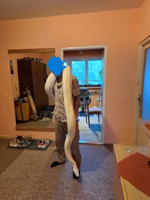 1,0 Python bivittatus Albino Granit