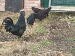 Ayam Cemani slepice