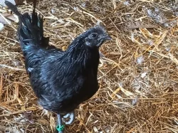Ayam Cemani slepice