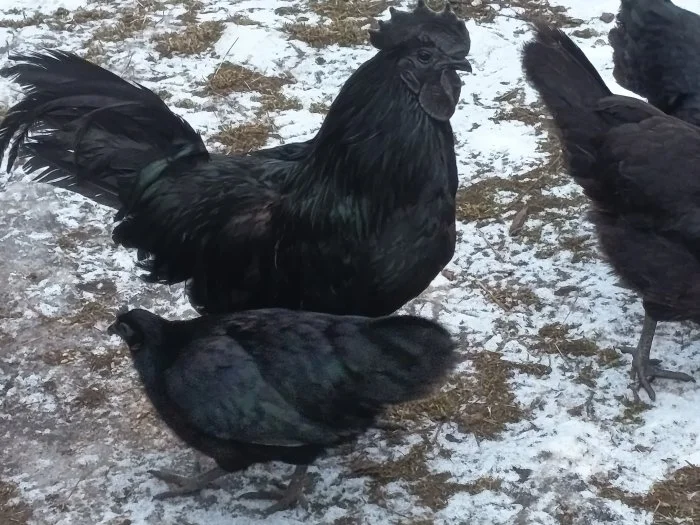 Ayam Cemani slepice