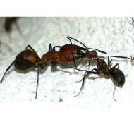 Mravenci Camponotus nicobarensis – Královny s potomstvem / Vhodné pro začátečníky