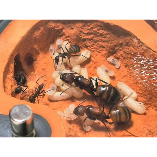Mravenci Camponotus nicobarensis – Královny s potomstvem / Vhodné pro začátečníky