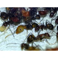 Mravenci Camponotus nicobarensis – Královny s potomstvem / Vhodné pro začátečníky